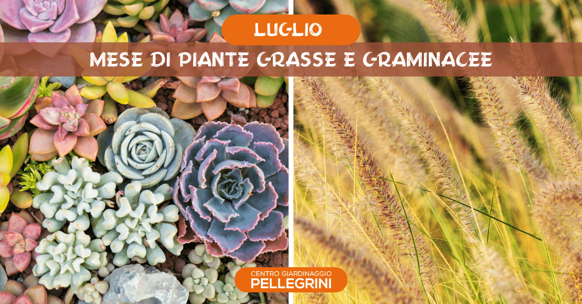 luglio-mese-di-graminacee-ornamentali-e-piante-grasse