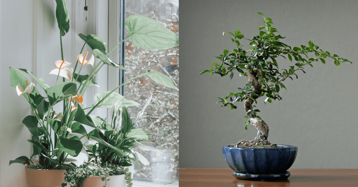 mese-piante-appartamento-e-bonsai-settembre-pellegrini