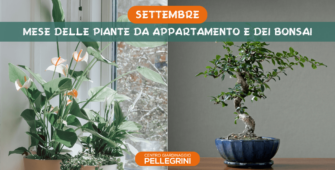 settembre-mese-piante-interno-e-bonsai-pellegrini