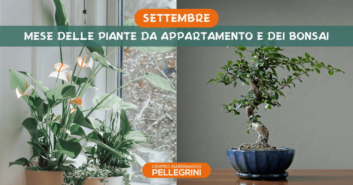 settembre-mese-piante-interno-e-bonsai-pellegrini