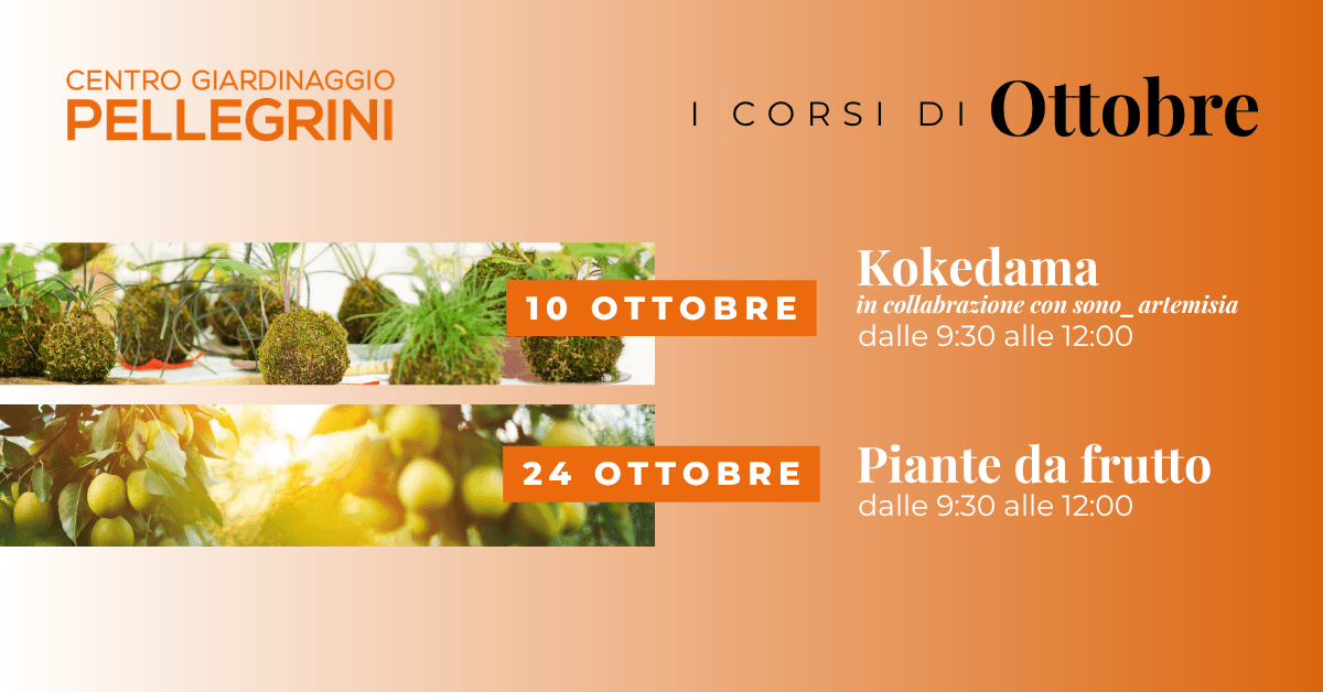 corsi-ottobre-pellegrini-kokedama-piante-da-frutto