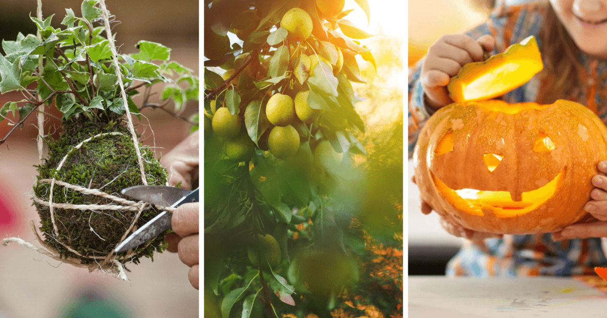 kokedama-piante-da-frutto-intaglio-zucca-corsi-ottobre-pellegrini